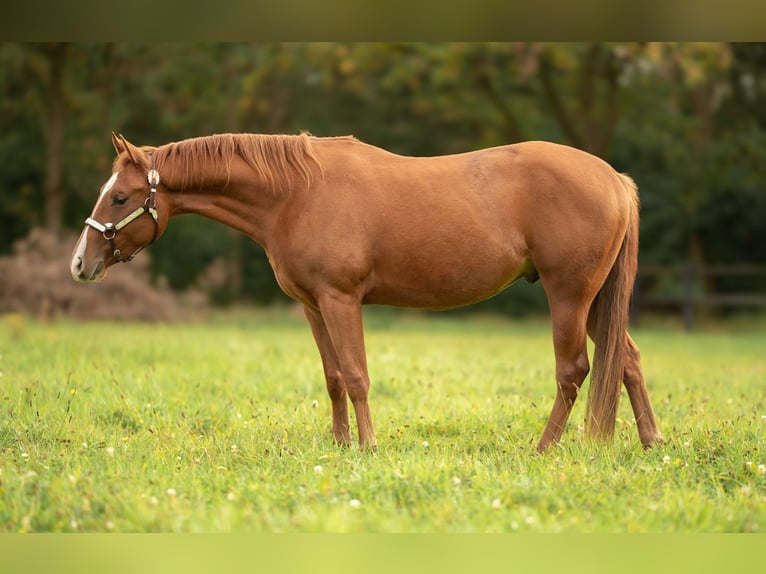 American Quarter Horse Castrone 2 Anni Sauro ciliegia in Baal