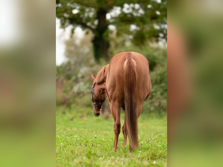 American Quarter Horse Castrone 2 Anni Sauro ciliegia in Baal