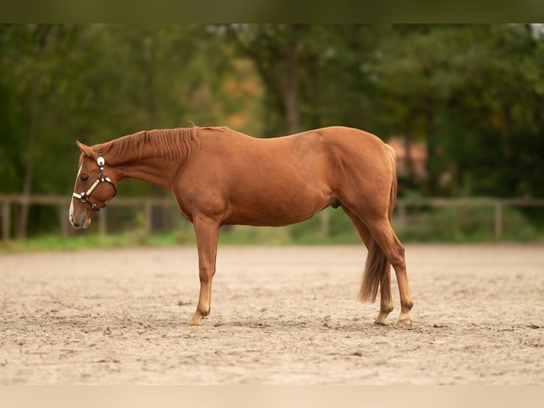 American Quarter Horse Castrone 2 Anni Sauro ciliegia in Baal