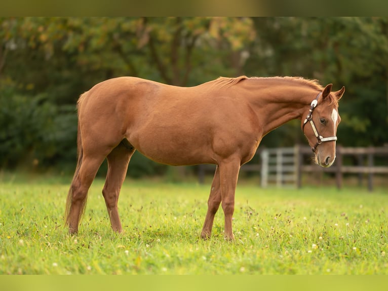 American Quarter Horse Castrone 2 Anni Sauro ciliegia in Baal