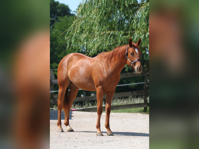 American Quarter Horse Castrone 2 Anni Sauro in St. Leonhard am Forst