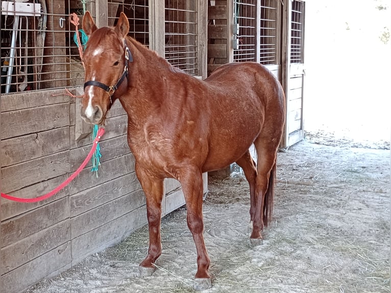 American Quarter Horse Castrone 3 Anni 132 cm Roano rosso in Jefferson City