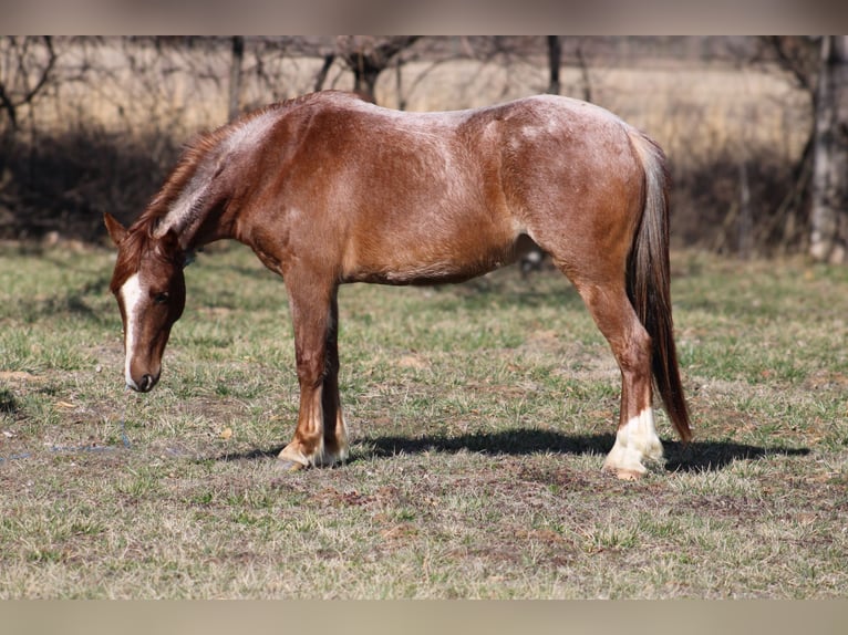 American Quarter Horse Castrone 3 Anni 132 cm Roano rosso in Bolivar Mo
