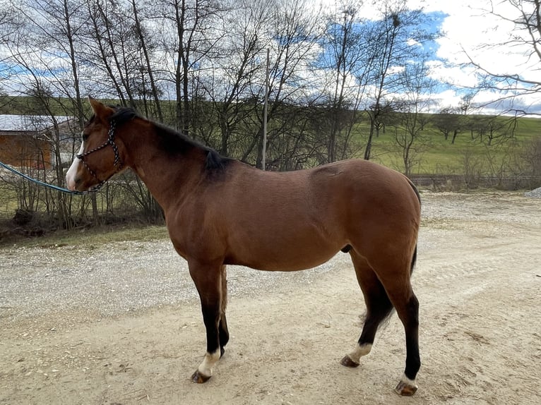 American Quarter Horse Castrone 3 Anni 138 cm Baio scuro in Baltmannsweiler