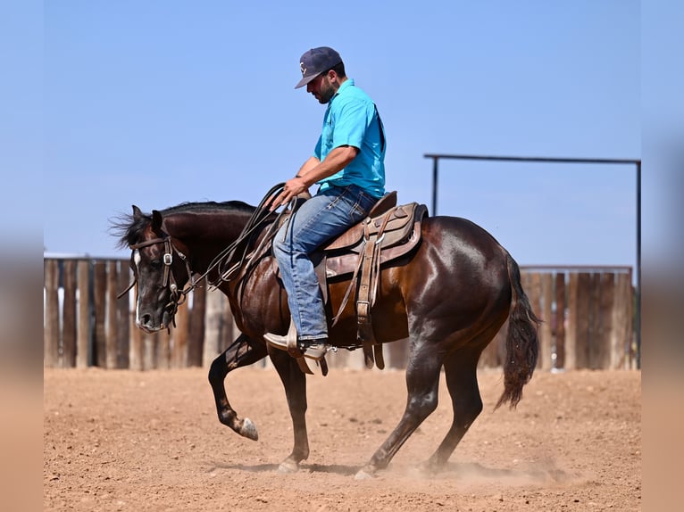 American Quarter Horse Castrone 3 Anni 140 cm Baio in Waco, TX