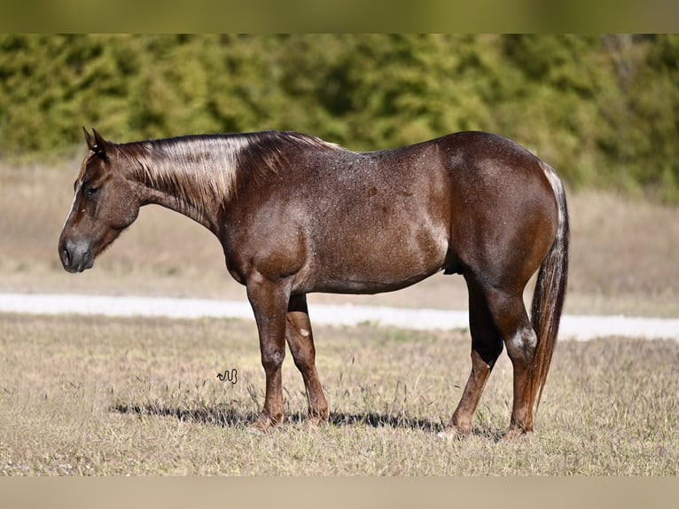 American Quarter Horse Castrone 3 Anni 140 cm Roano rosso in Waco, TX