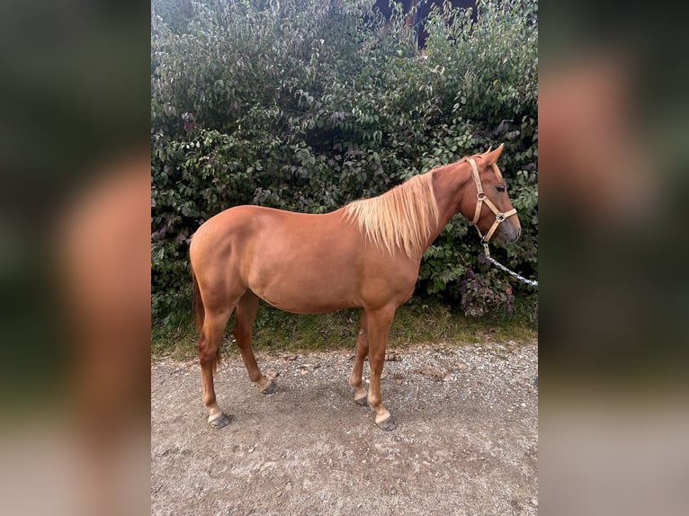 American Quarter Horse Mix Castrone 3 Anni 140 cm Sauro in Neumarkt-Sankt Veit