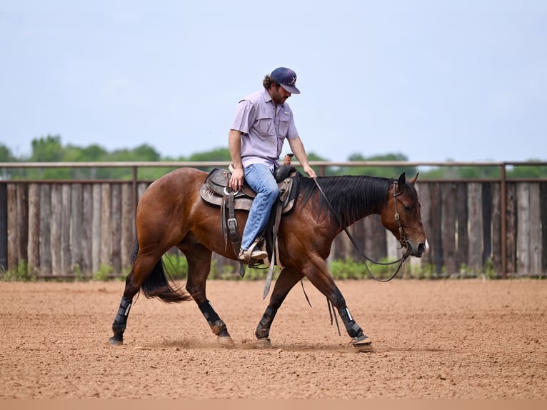 American Quarter Horse Castrone 3 Anni 142 cm Baio ciliegia in Waco