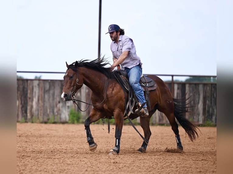 American Quarter Horse Castrone 3 Anni 142 cm Baio ciliegia in Waco
