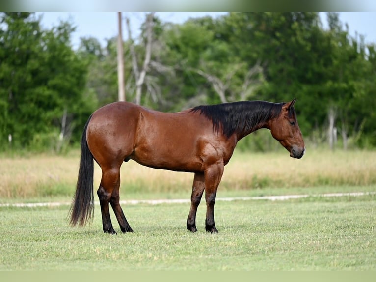 American Quarter Horse Castrone 3 Anni 142 cm Baio ciliegia in Waco