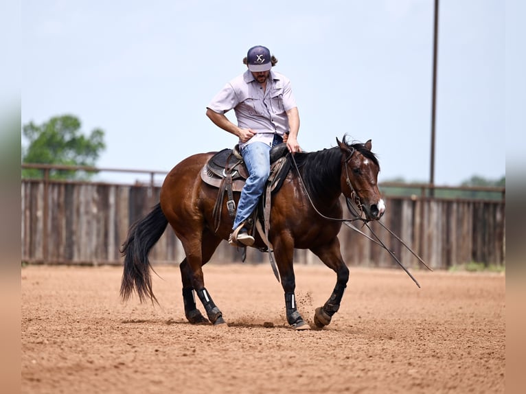 American Quarter Horse Castrone 3 Anni 142 cm Baio ciliegia in Waco