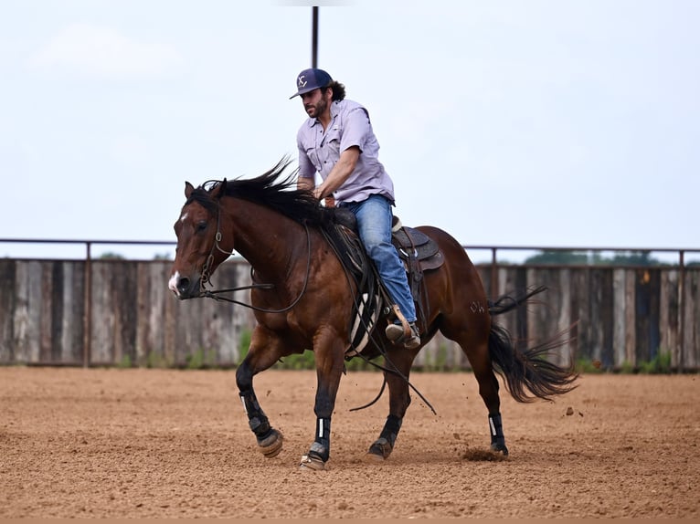 American Quarter Horse Castrone 3 Anni 142 cm Baio ciliegia in Waco