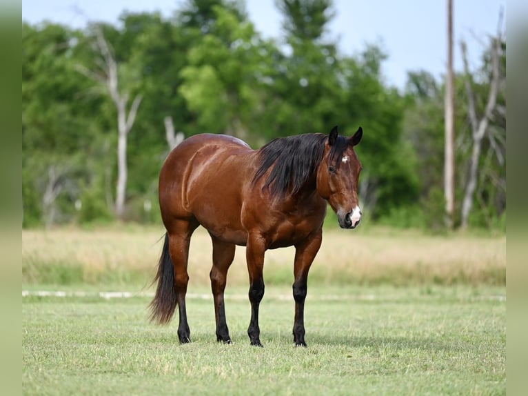 American Quarter Horse Castrone 3 Anni 142 cm Baio ciliegia in Waco