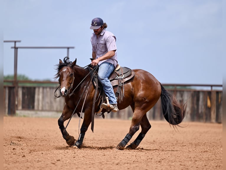 American Quarter Horse Castrone 3 Anni 142 cm Baio ciliegia in Waco