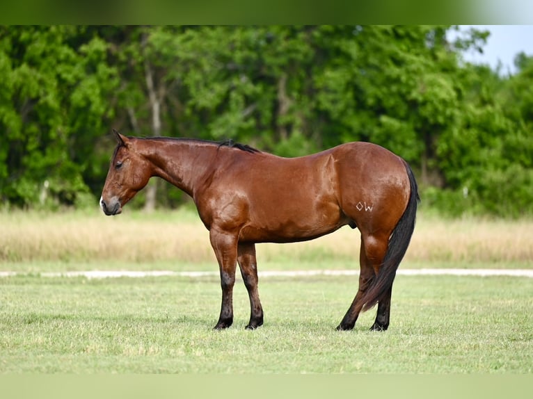 American Quarter Horse Castrone 3 Anni 142 cm Baio ciliegia in Waco