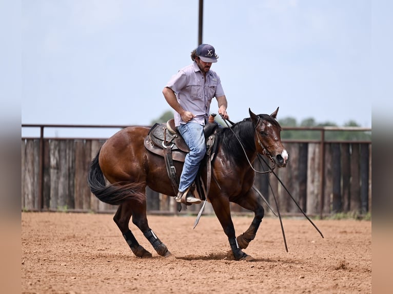 American Quarter Horse Castrone 3 Anni 142 cm Baio ciliegia in Waco