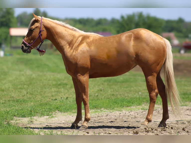 American Quarter Horse Castrone 3 Anni 142 cm Palomino in Bolivar, MO