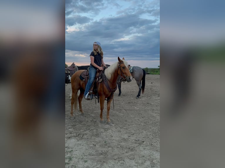 American Quarter Horse Castrone 3 Anni 142 cm Palomino in Bolivar, MO