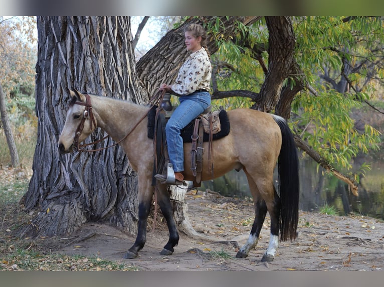 American Quarter Horse Castrone 3 Anni 142 cm Pelle di daino in Nunn