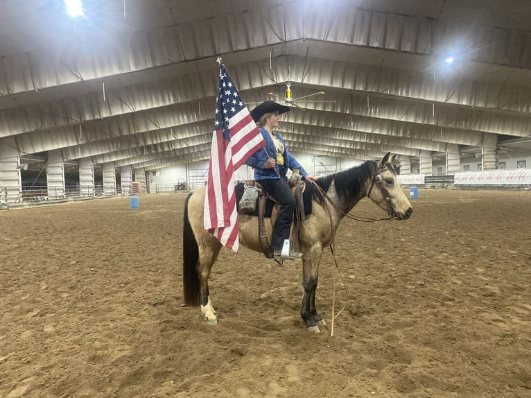 American Quarter Horse Castrone 3 Anni 142 cm Pelle di daino in Nunn