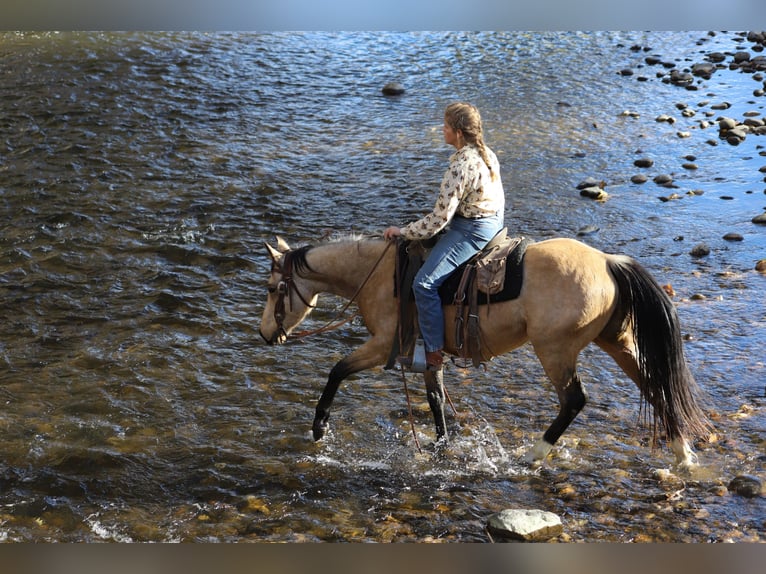 American Quarter Horse Castrone 3 Anni 142 cm Pelle di daino in Nunn