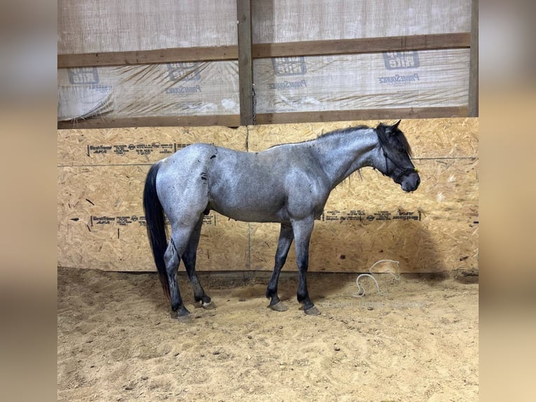 American Quarter Horse Castrone 3 Anni 142 cm Roano blu in Sebree,KY