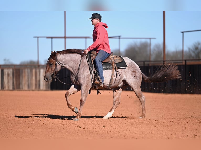 American Quarter Horse Castrone 3 Anni 142 cm Roano rosso in Waco