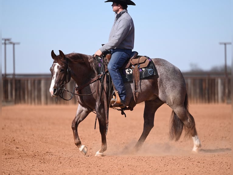 American Quarter Horse Castrone 3 Anni 142 cm Roano rosso in Waco