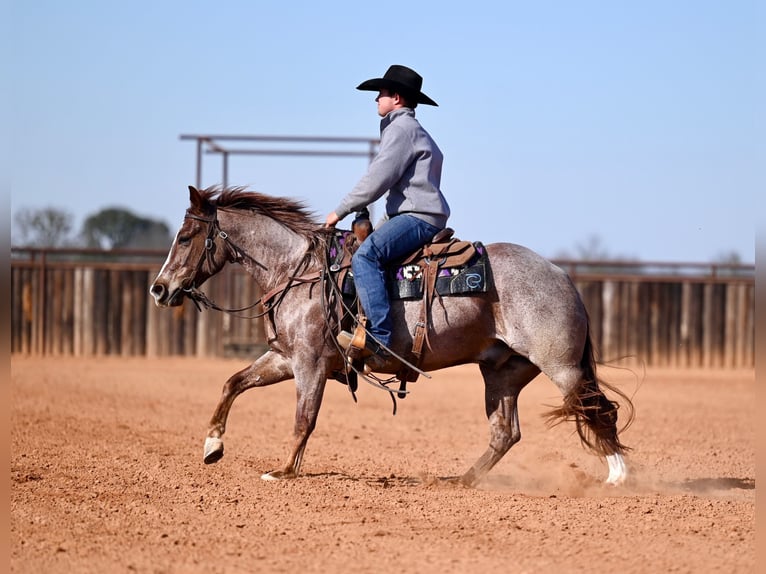 American Quarter Horse Castrone 3 Anni 142 cm Roano rosso in Waco