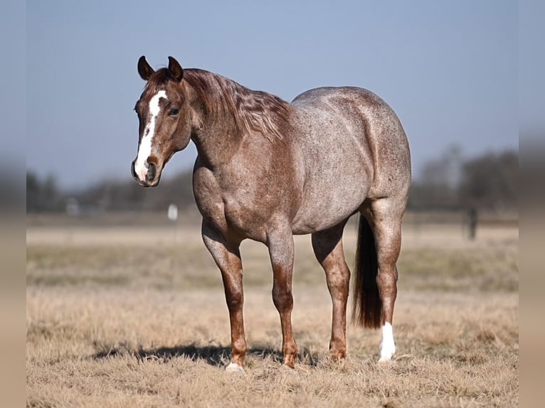 American Quarter Horse Castrone 3 Anni 142 cm Roano rosso in Waco