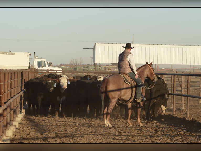 American Quarter Horse Castrone 3 Anni 142 cm Roano rosso in Amarillo, TX