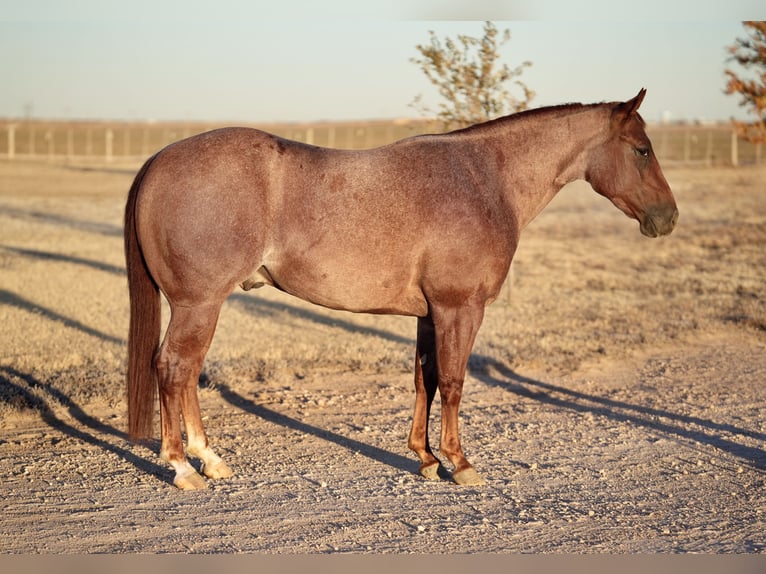 American Quarter Horse Castrone 3 Anni 142 cm Roano rosso in Amarillo, TX