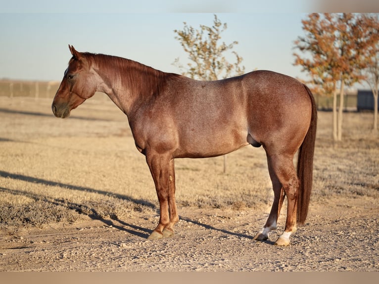 American Quarter Horse Castrone 3 Anni 142 cm Roano rosso in Amarillo, TX