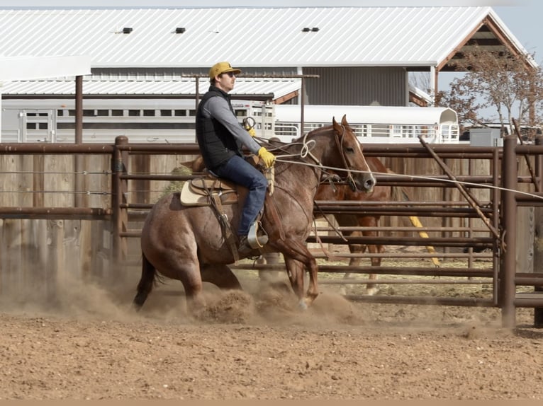 American Quarter Horse Castrone 3 Anni 142 cm Roano rosso in Amarillo, TX