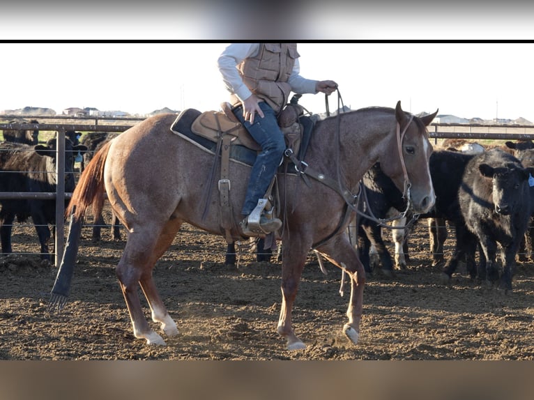 American Quarter Horse Castrone 3 Anni 142 cm Roano rosso in Amarillo, TX