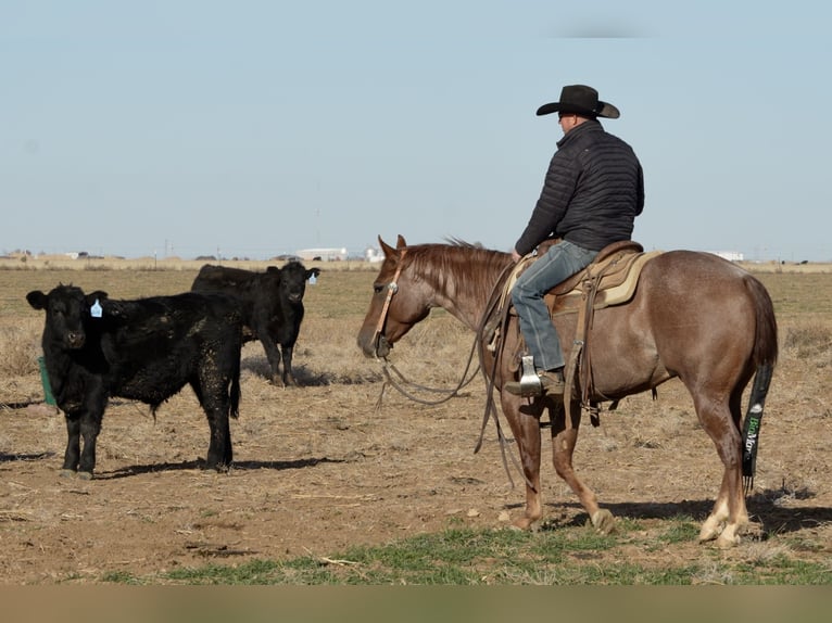 American Quarter Horse Castrone 3 Anni 142 cm Roano rosso in Amarillo, TX