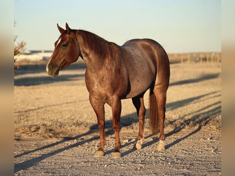 American Quarter Horse Castrone 3 Anni 142 cm Roano rosso in Amarillo, TX