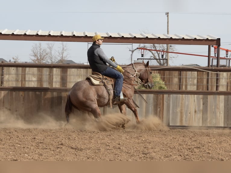 American Quarter Horse Castrone 3 Anni 142 cm Roano rosso in Amarillo, TX