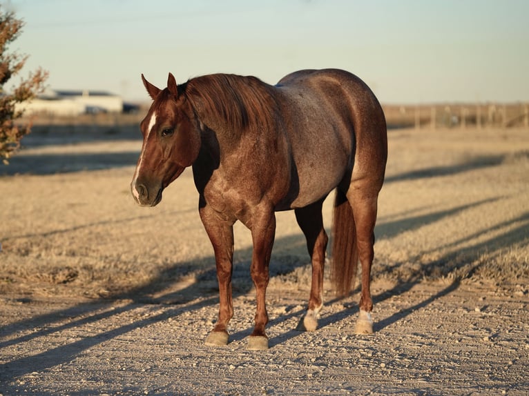 American Quarter Horse Castrone 3 Anni 142 cm Roano rosso in Amarillo, TX