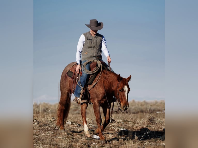 American Quarter Horse Castrone 3 Anni 142 cm Roano rosso in Saint Anthony