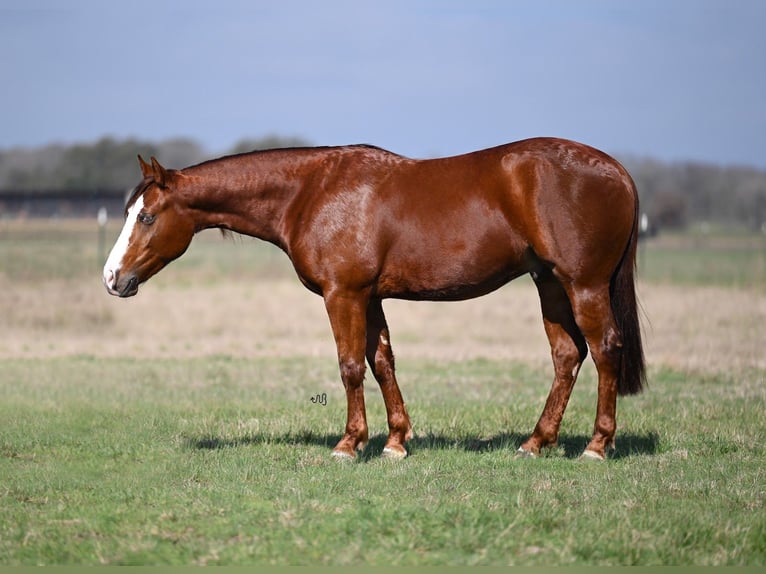 American Quarter Horse Castrone 3 Anni 142 cm Sauro ciliegia in Waco, TX