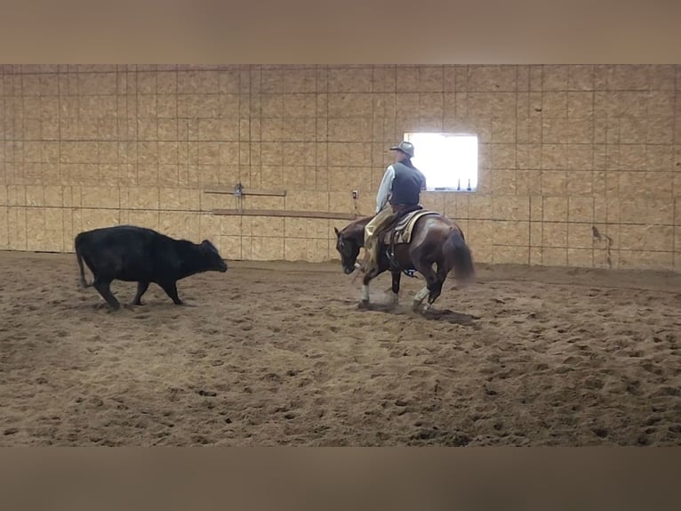 American Quarter Horse Castrone 3 Anni 142 cm Sauro scuro in Bellevue, IA