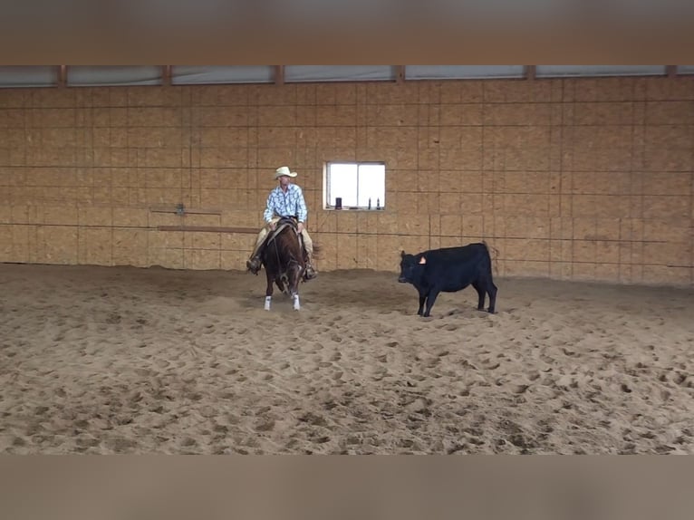 American Quarter Horse Castrone 3 Anni 142 cm Sauro scuro in Bellevue, IA