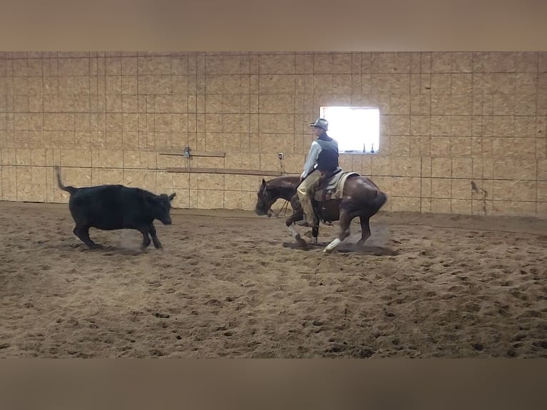 American Quarter Horse Castrone 3 Anni 142 cm Sauro scuro in Bellevue, IA