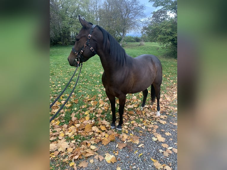 American Quarter Horse Castrone 3 Anni 144 cm Baio in Eisenstadt