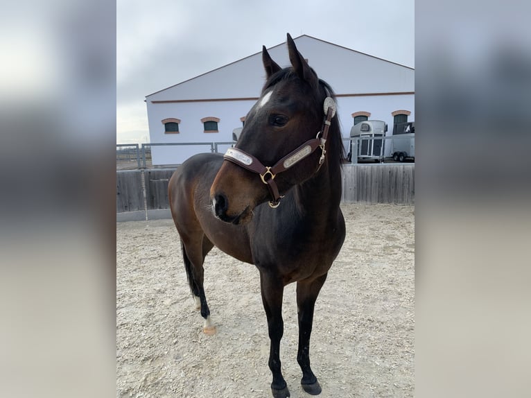 American Quarter Horse Castrone 3 Anni 144 cm Baio in Eisenstadt