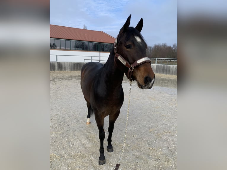 American Quarter Horse Castrone 3 Anni 144 cm Baio in Eisenstadt