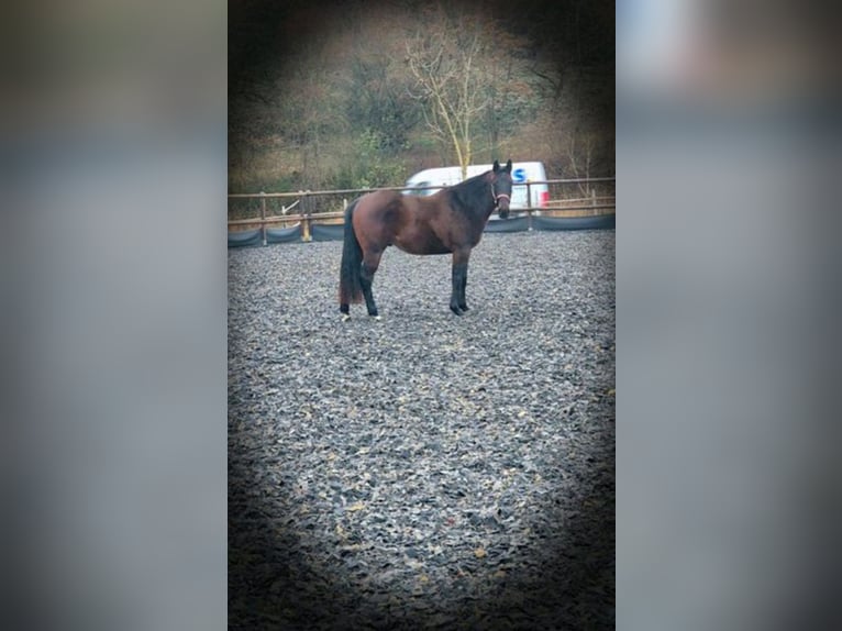 American Quarter Horse Castrone 3 Anni 145 cm Baio in Aalen