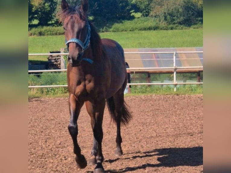 American Quarter Horse Castrone 3 Anni 145 cm Baio in Aalen