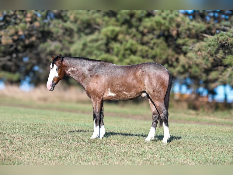 American Quarter Horse Mix Castrone 3 Anni 145 cm Baio roano in Canistota
